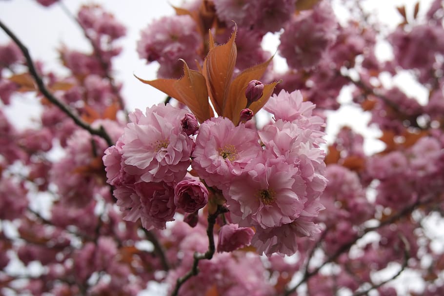 cherry blossom, spring, cape cod, cherry, flowers, flower, flowering, tree, colorful, season