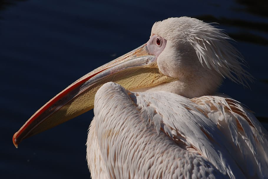 great white pelican, pelican, pelecanus onocrotalus, rosy pelican, water bird, bird, fly, wings, feather, wildlife