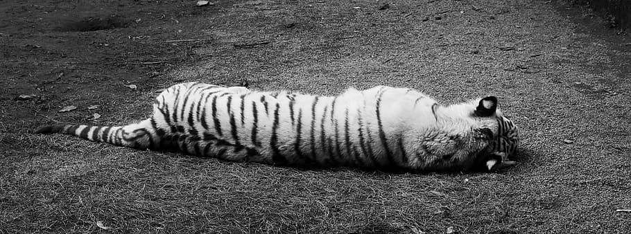 white tiger, black and white, siesta, relax, sleeping, rear view, tired, animal, cat, predator