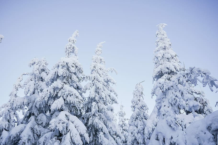безоблачный, Снежный, Деревья, Синий, Небо, холодный, лес, минимализм, минималистичный, природа