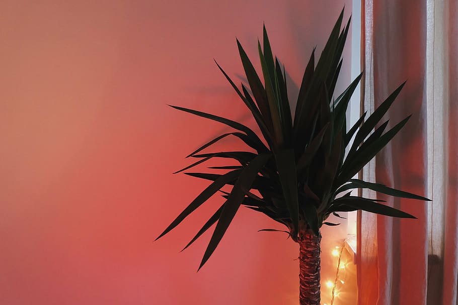 green madagascar plant, green, indoor, plant, palm tree, room, decor, red, indoors, night