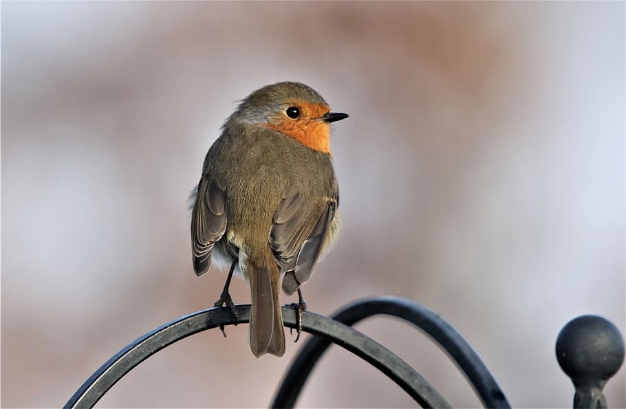 burung, robin redbreast, merapatkan, burung penyanyi, hewan, kecil, bulu, musim dingin, musim panas, mencari makan