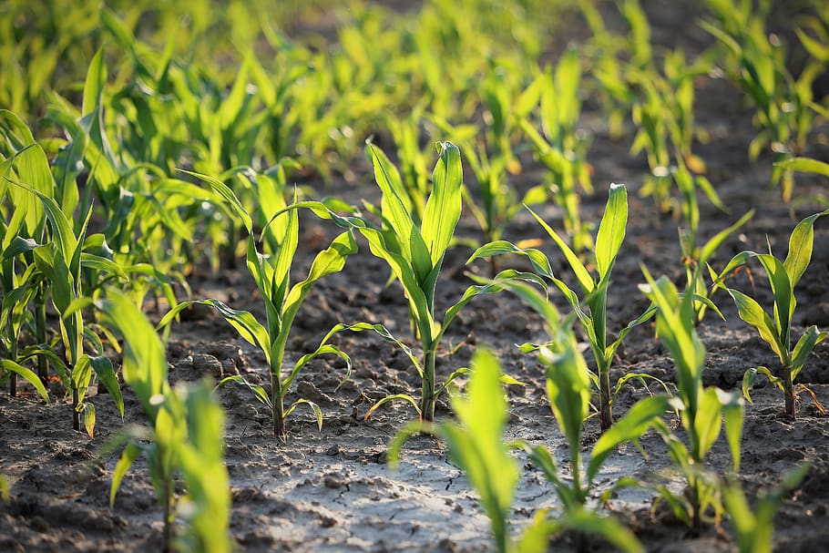 agriculture, young corn, plant, food, cornfield, fresh green, evening, nature, outdoor, growth