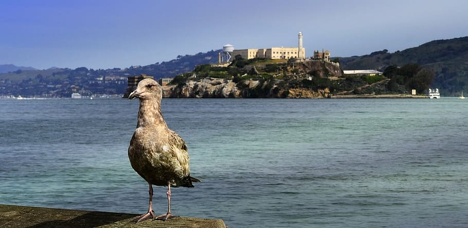 gray, bird, standing, rock, alcatraz, island, prison, seagull, ocean, tourism
