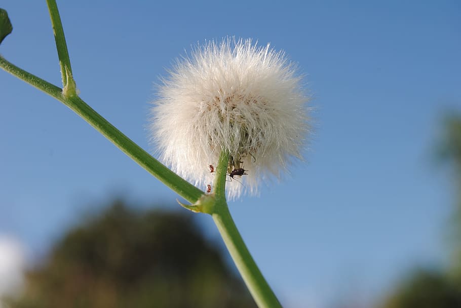 花 春 春の花 ふわふわ 成長 自然 脆弱性 植物 鮮度 自然の美しさ Pxfuel