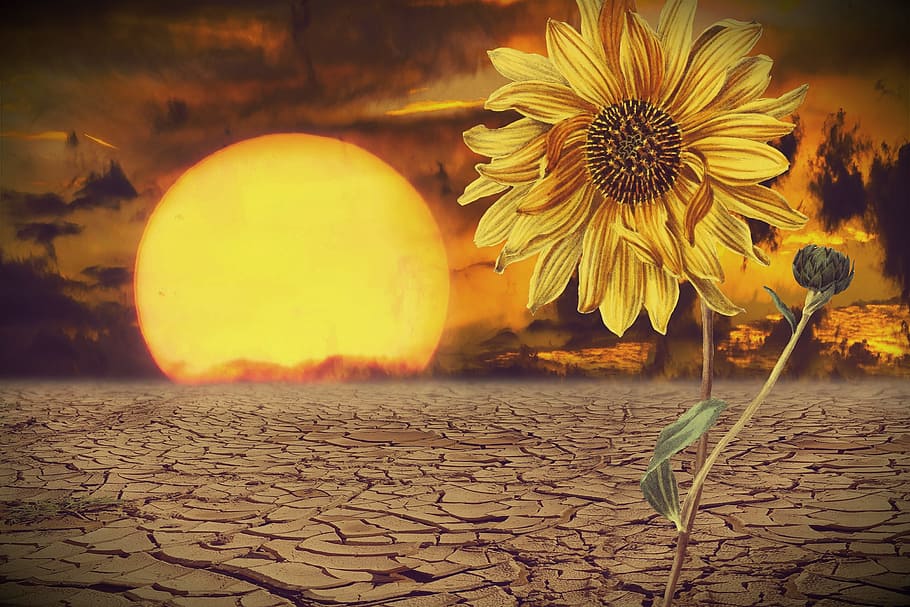 sol, girasol, desierto, flor amarilla, amarillo, seco, verano, surrealista,  grunge, caliente | Pxfuel