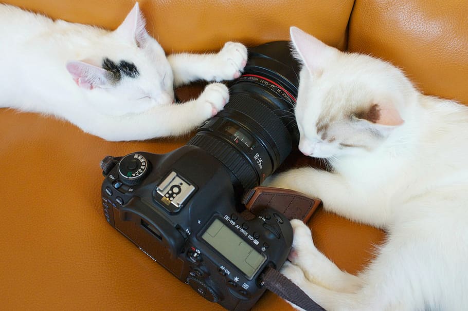 black, dslr camera, orange, sofa, two, white, cats, camera, canon, lens