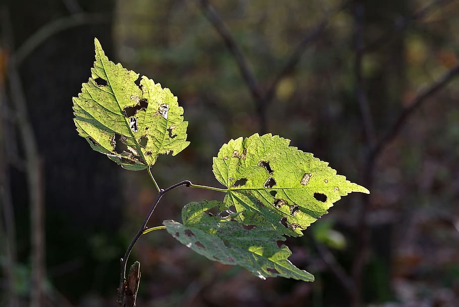 foliage, broke, yellow, autumn, withered leaves, sprig, gnawed, holes, translucent, plant