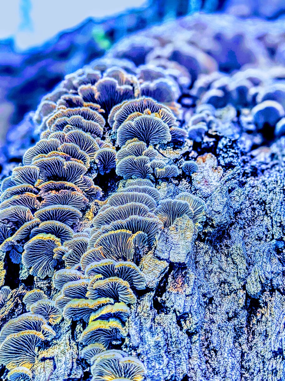 mushrooms, violet blue, tree, glow, trippy, cluster, colony, nature, gills, fungi
