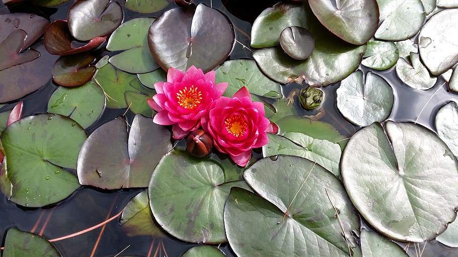 close-up photography, two, pink, lotus flowers, body, water, waterlily, blossom, ornamental pond, fishpond