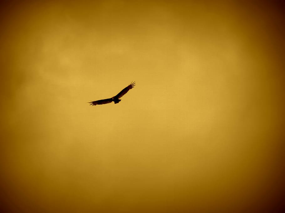 fotografia de silhueta, subindo, águia, pássaro, animal, pena, bico, asa, falcão, voador
