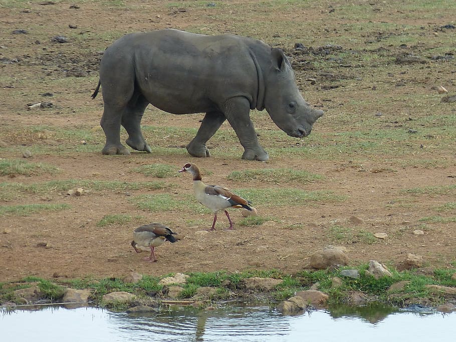 south africa, steppe, savannah, wilderness, wildlife, animal world, safari, water hole, watering hole, rhino