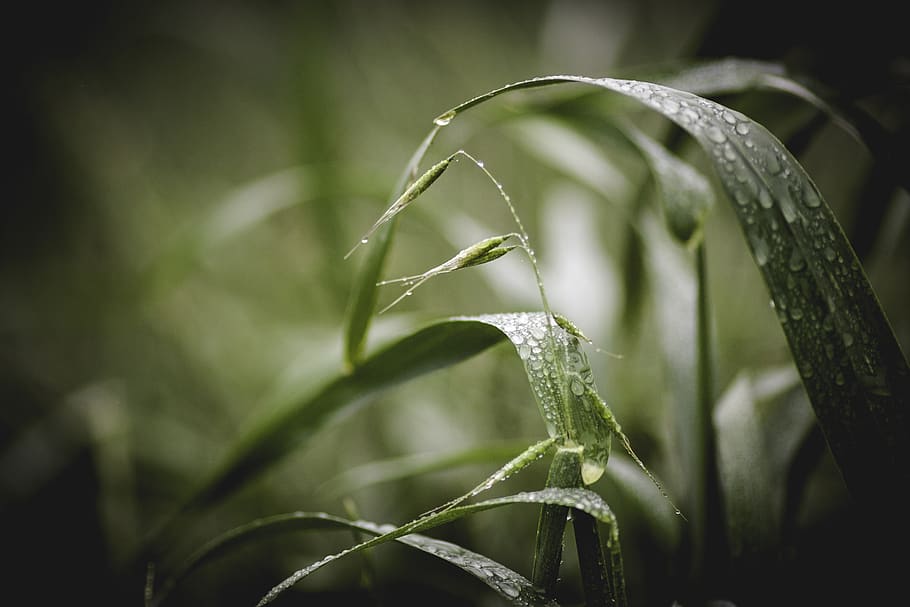 nature, leaves, grass, rain, wet, droplets, still, bokeh, plant, growth
