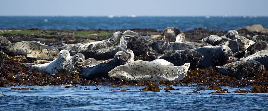 seals, grey seal, atlantic grey seal, animal, wildlife, farne, northumberland, north sea, coast, beach