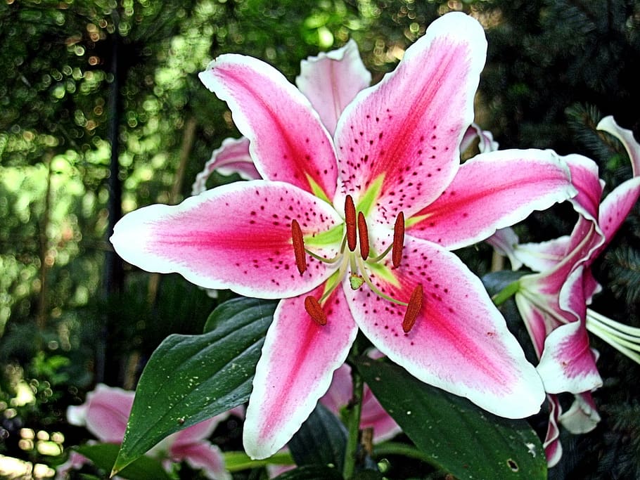 pink petaled flowers, tiger lily, flower, spring, flowers, lilies, lily, nature, plant, petal