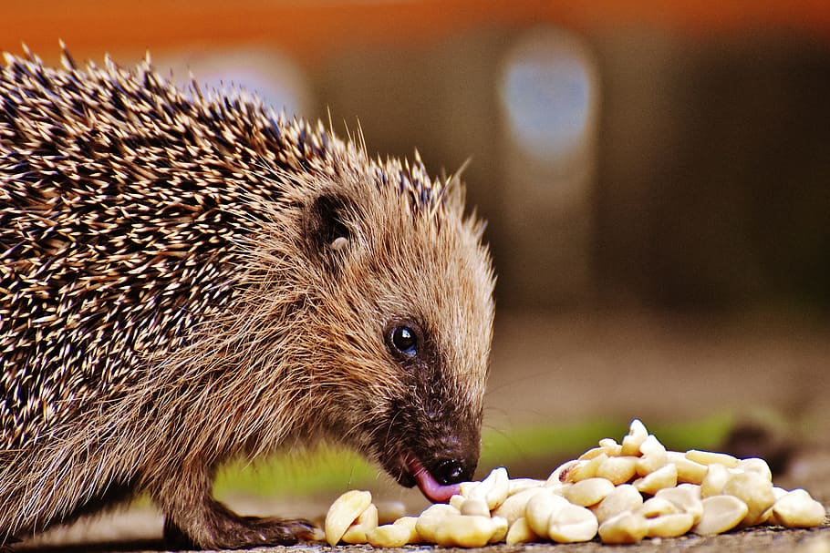 hedgehog child, young hedgehog, hedgehog, animal, spur, nature, garden, mammal, hannah, foraging