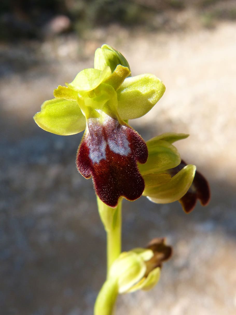 ophrys fusca, orchid, apiary, priorat, montsant, close-up, plant, freshness, growth, beauty in nature