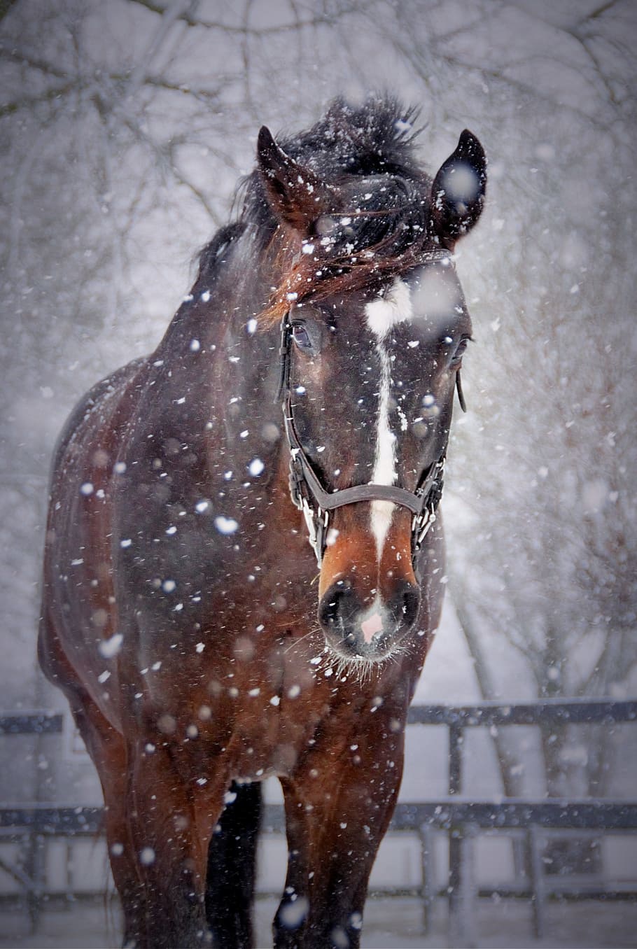 фотография крупным планом, коричневый, белый, лошадь, лошади, снег, зима, снежинка, снежинки, животное