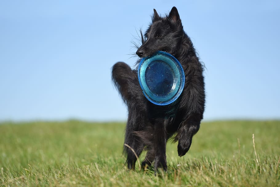 adult, black, belgian sheepdog, dog, frisbee, groenendael, belgian shepherd dog, motion recording, elegant, male
