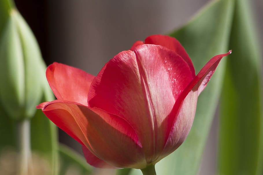 selective, focus photography, red, tulip, bloom, lily family, spring, nature, flower, schnittblume