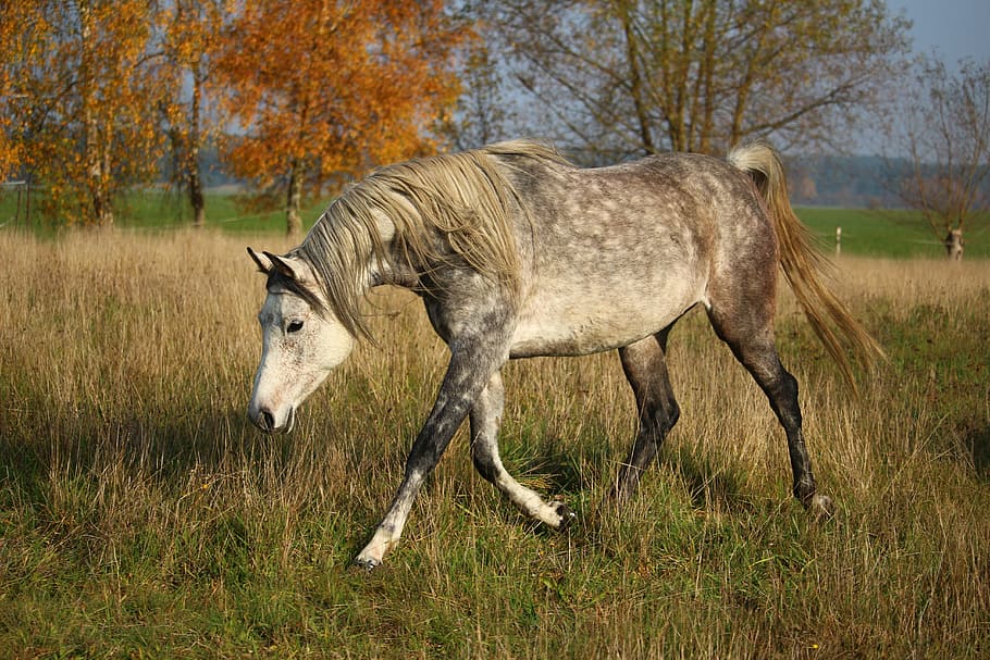 brown, white, horse, walking, grass field, daytime, mold, thoroughbred arabian, mare, autumn