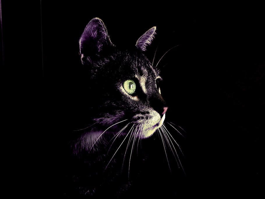 black cat, cat, darkness, eyes, green, feline, animal themes, one animal, domestic animals, animal