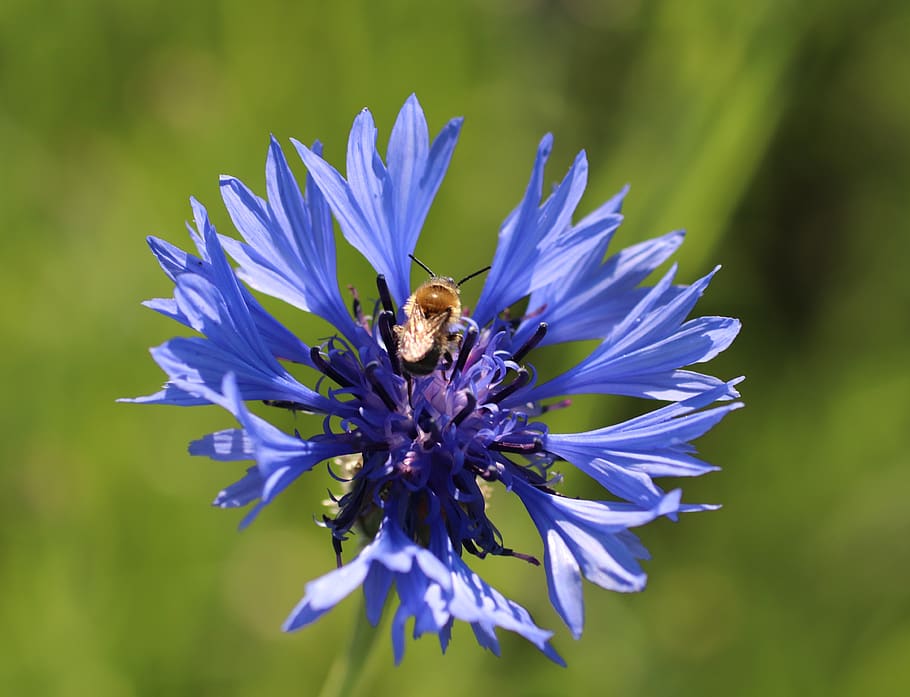 aciano, violeta, flor, bloom, naturaleza, verano, azul, flor silvestre,  planta, campo | Pxfuel