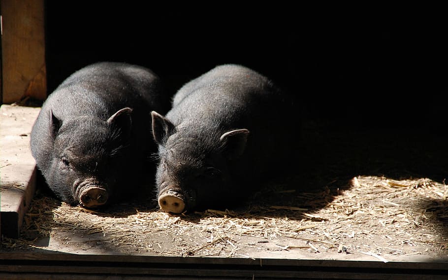 two, black, wild, boars, pigs, piglets, piglet, pig, farm, mammal