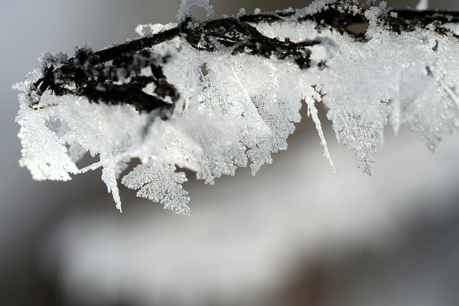 Frost, Winter, Ice, Winter Magic, invierno, frío, escarcha, congelado, naturaleza, flores de hielo