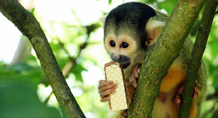 monkey eating biscuit, squirrel monkey, monkey, äffchen, exotic, primate, curious, cute, animal, creature