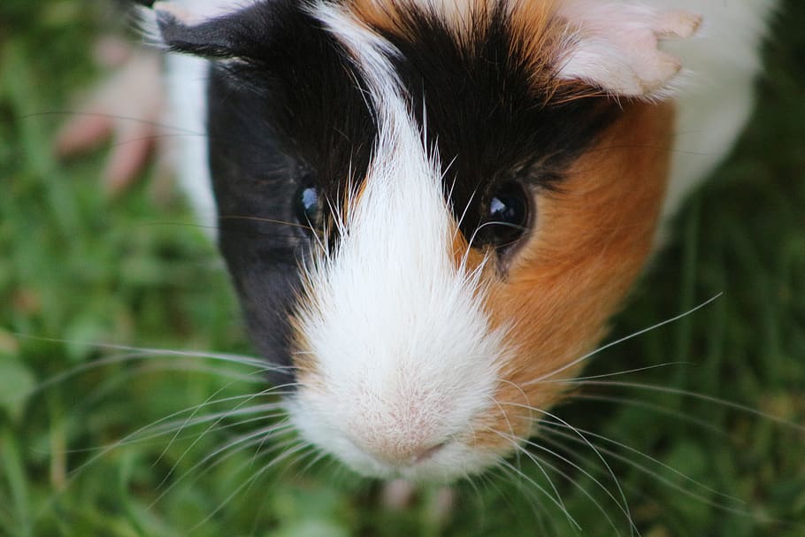 guinea pig, fur, cute, nager, rodent, animal, small, sweet, nature, animal world