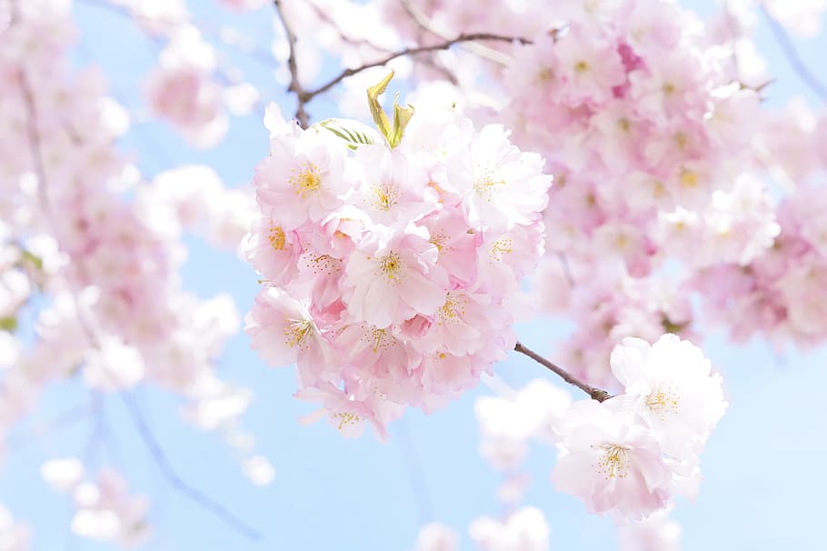 focus photography, pink, petaled flowers, japanese cherry trees, ornamental cherry, flower tree, cherry blossom, blossom, bloom, tree