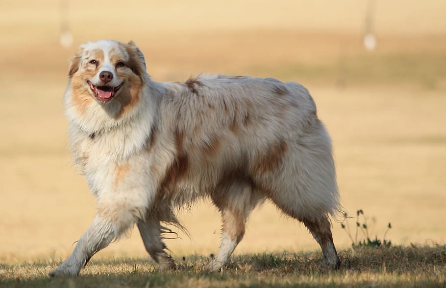 adult, white, brown, border collie, walking, grass field, daytime, dog, smile, happy