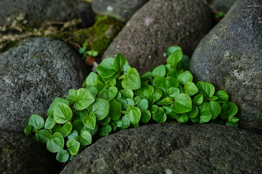 Nature, Leaves, Mint, Rocks, Stones, gardening, garden, green color, rock - object, moss