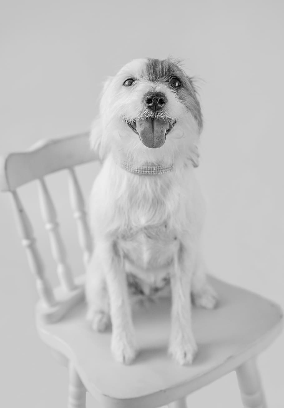 grayscale photo, long-coated dog, top, chair, dog, pet, portrait, studio, cute, white