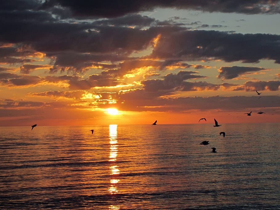 naples, sunset, seagulls, florida, beach, sky, evening, sea, nature, clouds