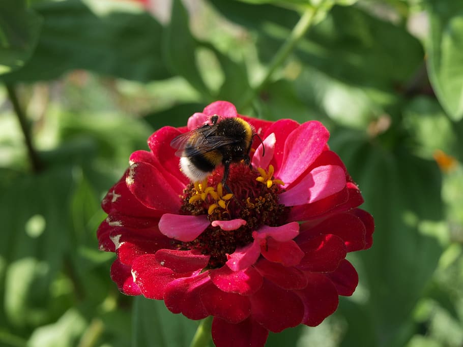 bumble-bee, flowers, flower, flowering plant, fragility, vulnerability, beauty in nature, bee, petal, freshness