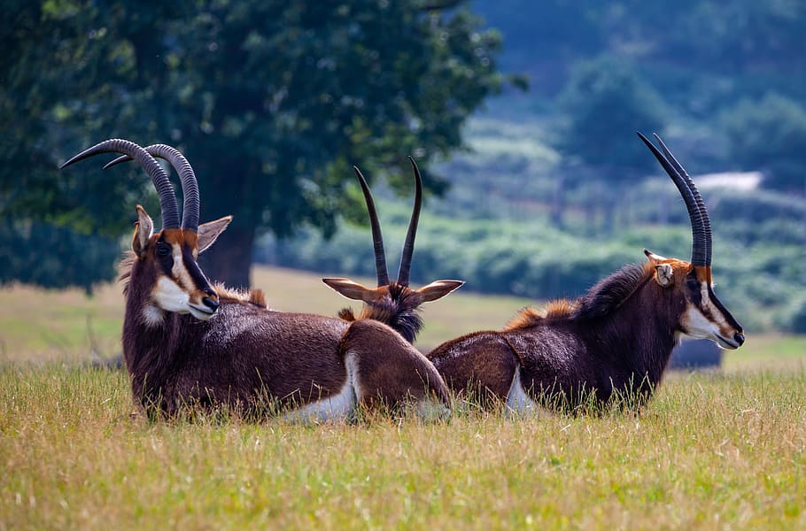 sable antelope, deer, antelope, savannah, wild, animal, zoo, brown, africa, gazelle