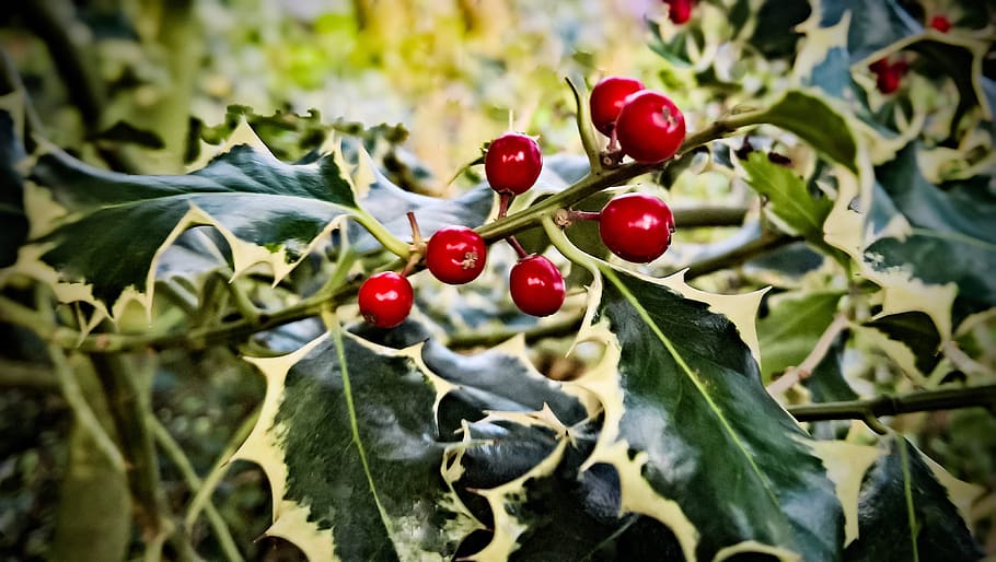 holly, berry red, ilex, christdorn, evergreen, ornamental shrub, winter, christmas, green yellow leaves, prickly