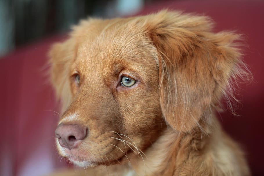 nova scotia duck tolling retriever, puppy, toller, head, young, remote access, yarmouth-dog, pet, cute, adorable