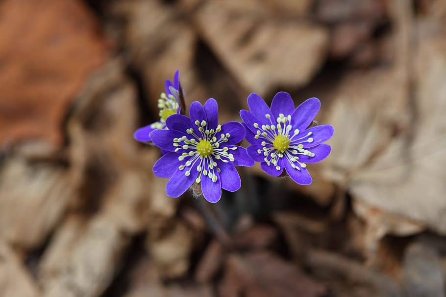 three purple-and-white flowers, liverwort, nature, outdoors, hepatica, wildflower, mountain, leaves, plants, flowers