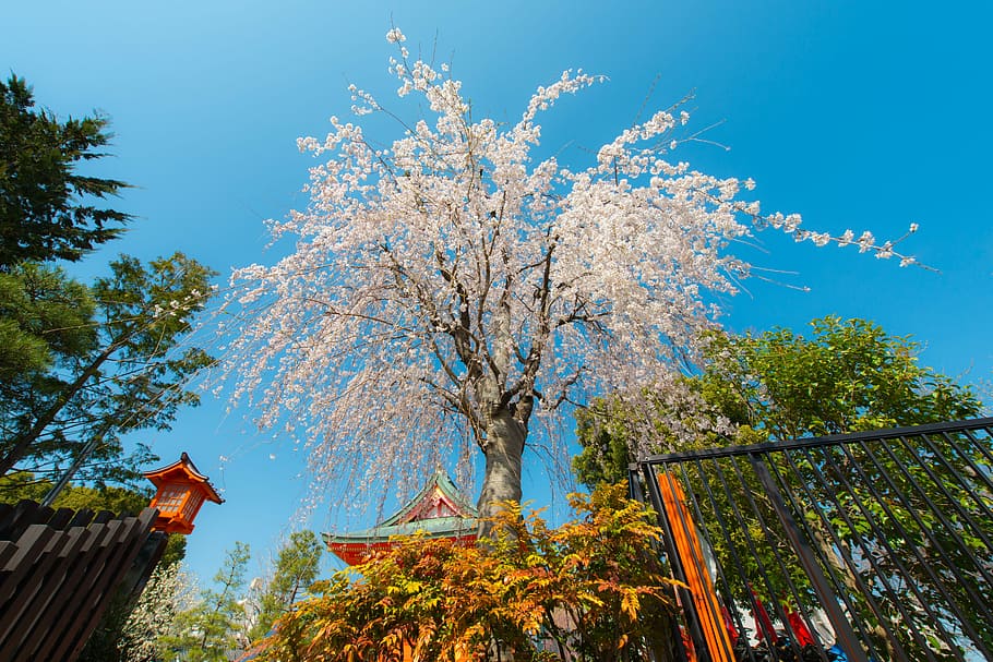 foto de ângulo baixo, cereja, flor, árvore, ao lado, portão de metal, azul, céu, dia, Sakura