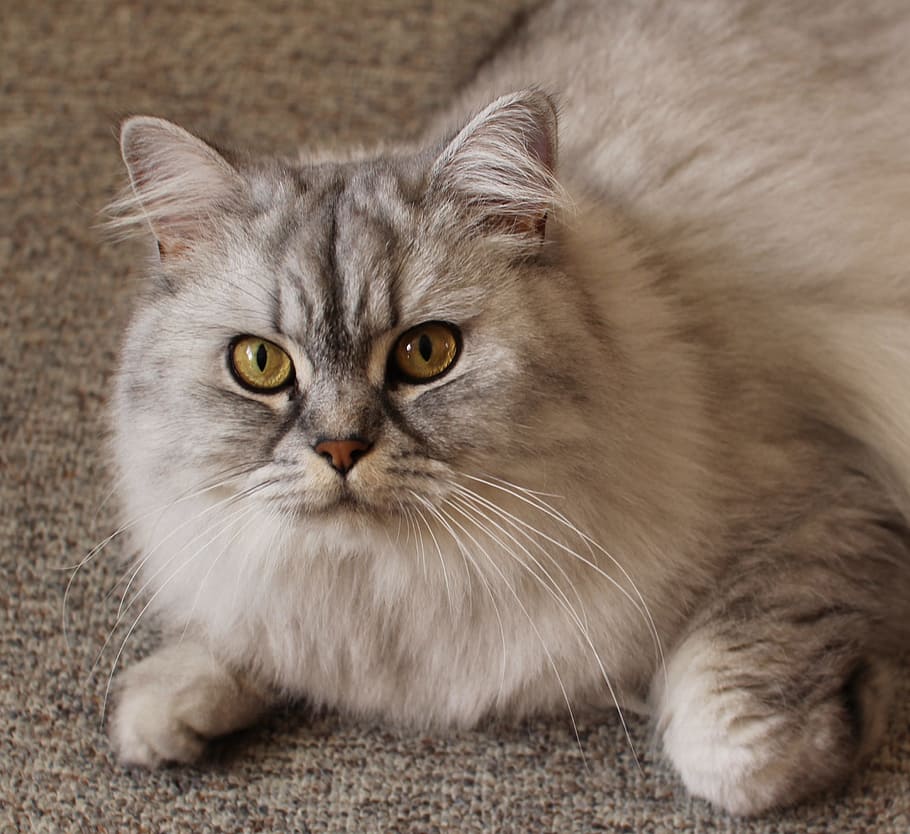 silver persian cat, gray, textile, Silver, Persian cat, cat, portrait, cat face, pet, face cat
