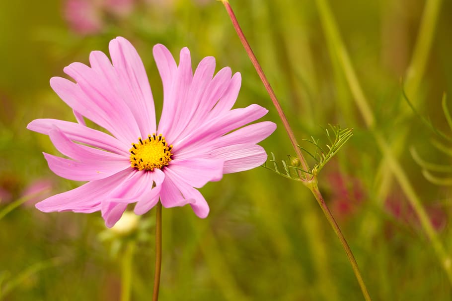 pink flower, cosmos, kosmee, leaflet leaved schmuckblume, cosmos bipinnatus, pink, blossom, bloom, flower, plant