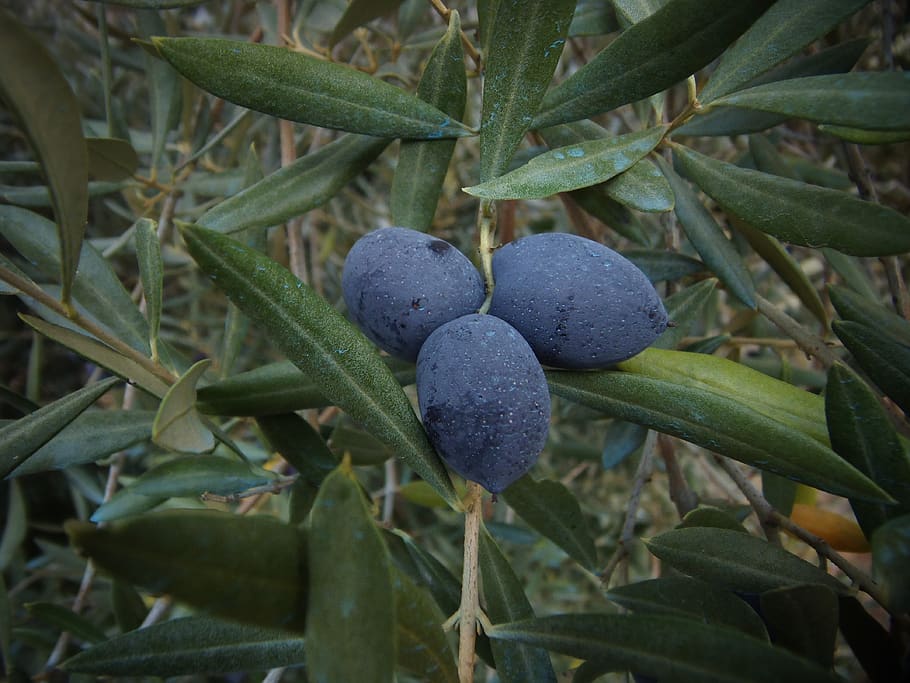 olive, olives, vegetable, field, oil, harvest, appetizer, fruit, food and drink, leaf