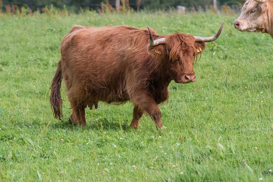 highland-rinder, beef, cow, scotland, highlands, landscape, hof, fields, hairy, hair