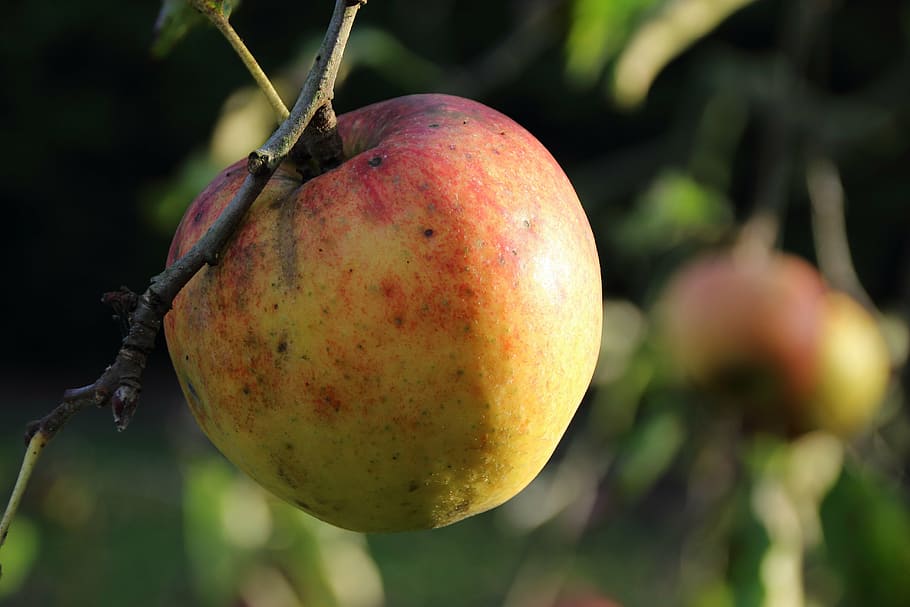 manzana, bio, cosecha, maduro, verano, árbol, fruta, dorado, saludable, rama