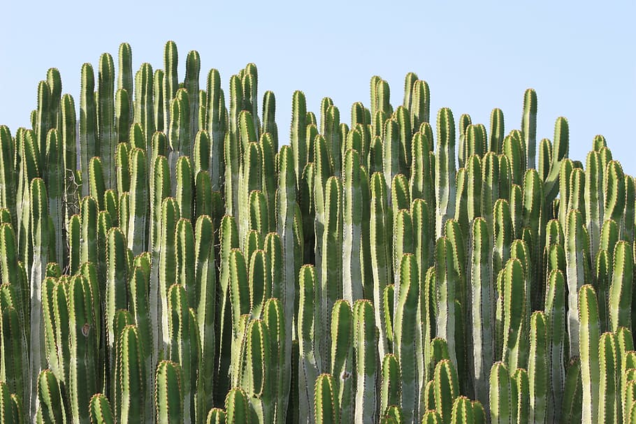 green, cacti, clear, blue, sky, cactus, plant, spur, prickly, sea