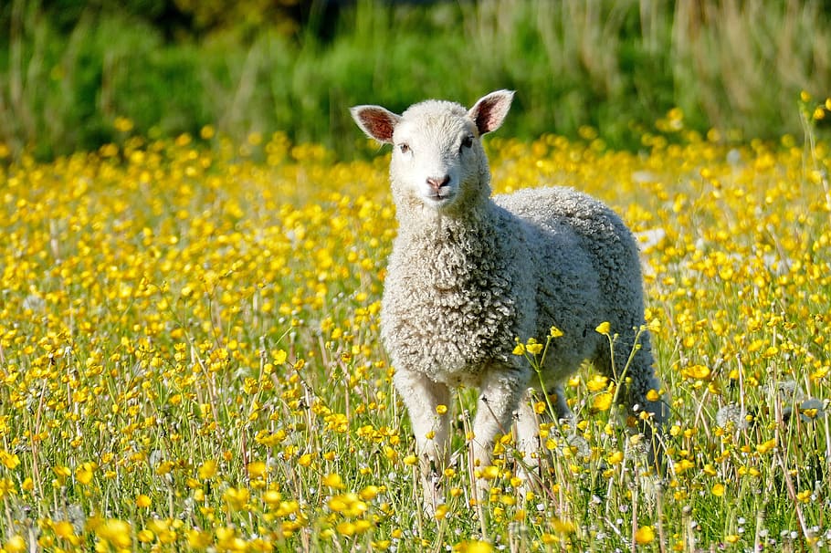 cordero, oveja, prado, recién nacido, hierba, animal, mundo animal, ganado, flores, amarillo