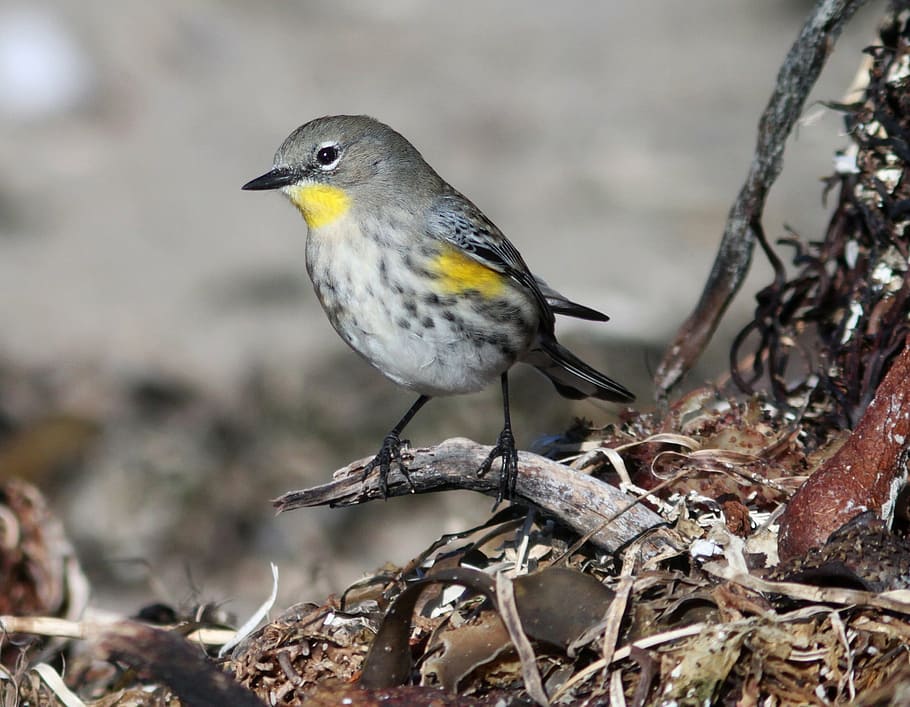 yellow-throated warbler, warbler, bird, golden-cheeked, wildlife, perched, nature, songbird, finch, feather